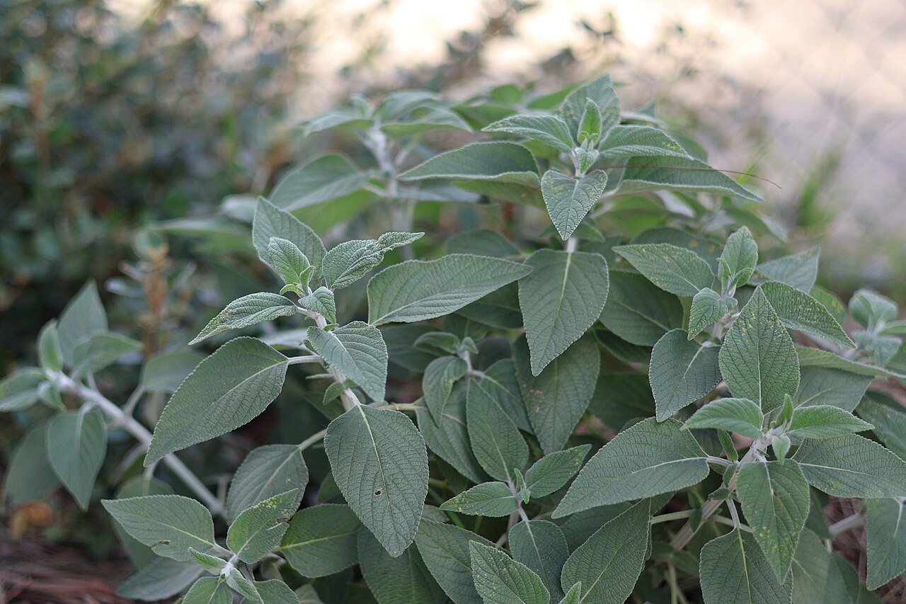 Coleus argentatus: Picture of Coleus argentatus taken at a park in Thornbury Victoria
