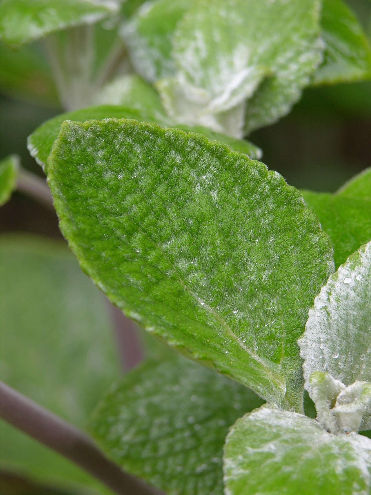 Coleus argentatus: Photograph of the leaf of the Silver spurflower ( Plectranthus argentatus ). Photo taken at the Tyler Arboretum where it was identified. Camera and Exposure Det