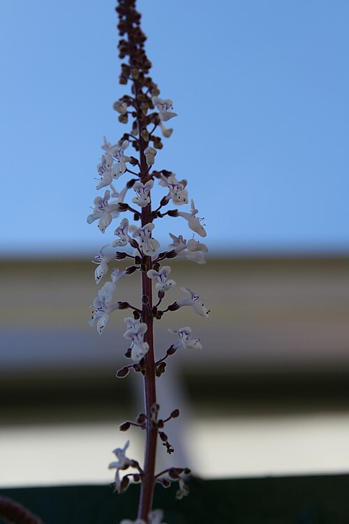Coleus argentatus: Location taken: Merrifield Garden Center, Fairfax VA USA. Names: Plectranthus argentatus S.T.Blake, Brazilian Coleus, silver plectranthus, Silver Shield, Silver