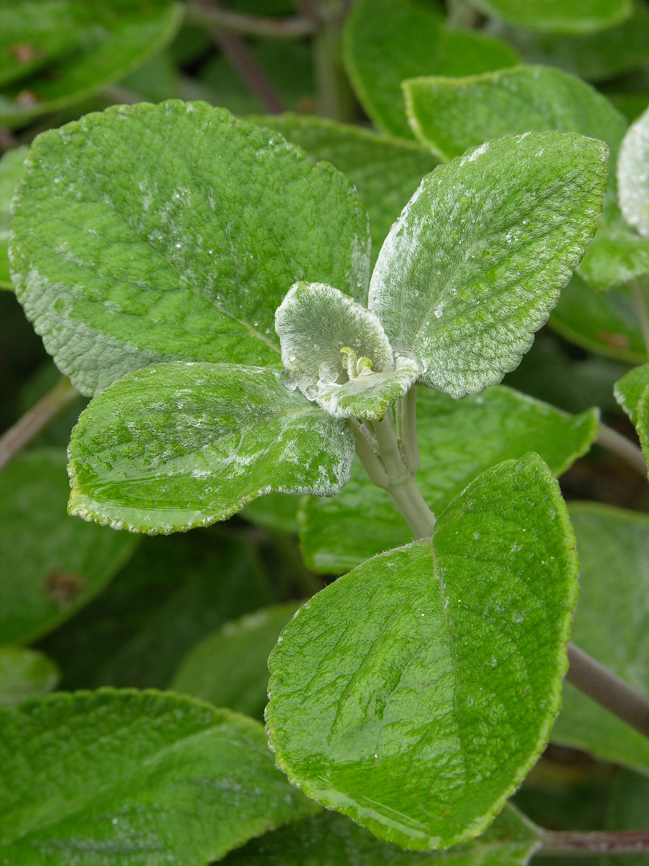 Coleus argentatus: Photograph of the leaves of the Silver spurflower ( Plectranthus argentatus ). Photo taken at the Tyler Arboretum where it was identified. Camera and Exposure D