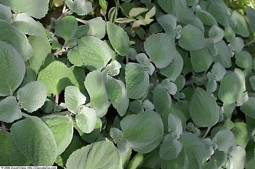 Coleus argentatus: Location taken: Merrifield Garden Center, Merrifield VA USA. Names: Plectranthus argentatus S.T.Blake, Brazilian Coleus, silver plectranthus, Silver Shield, Sil