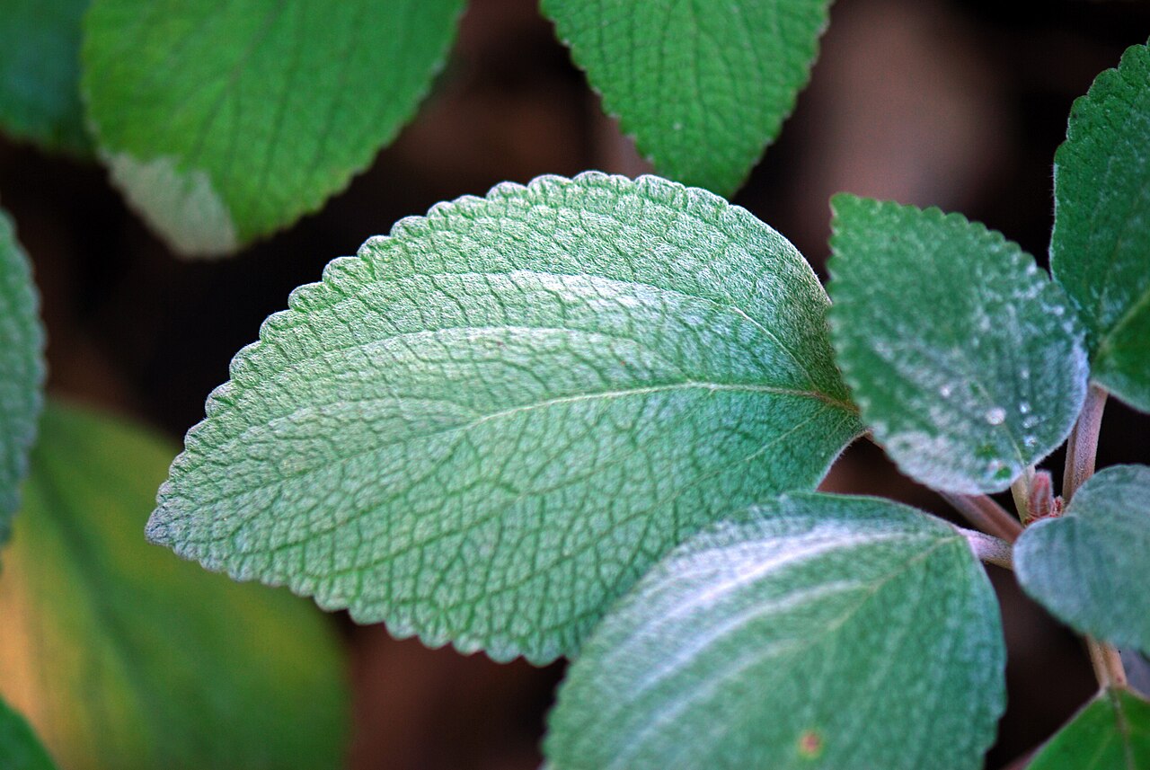 Coleus argentatus (Coleus argentatus)