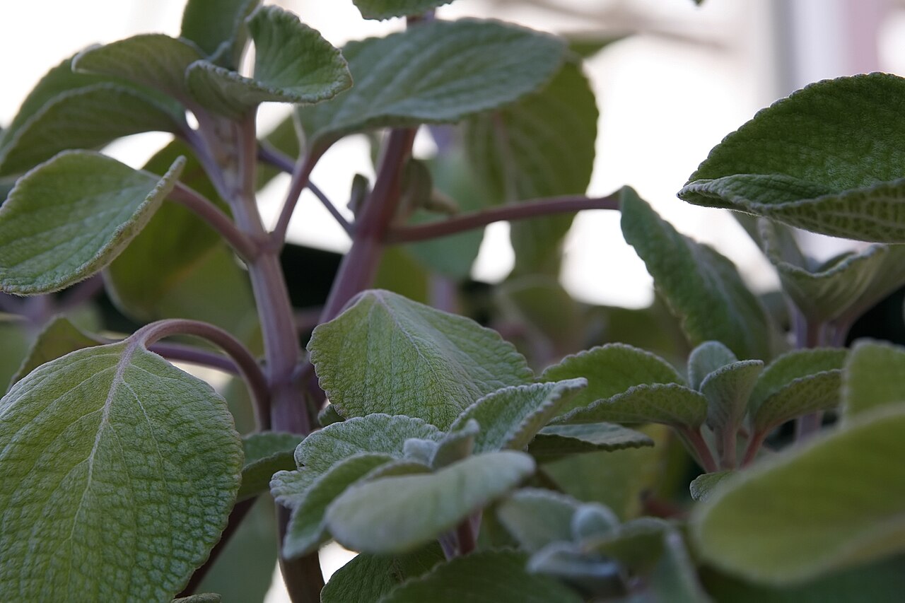 Coleus argentatus: Location taken: Merrifield Garden Center, Fairfax VA USA. Names: Plectranthus argentatus S.T.Blake, Brazilian Coleus, silver plectranthus, Silver Shield, Silver