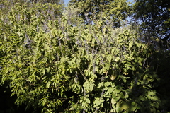 Coleus (Coleus barbatus)
