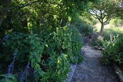 Coleus (Coleus barbatus)