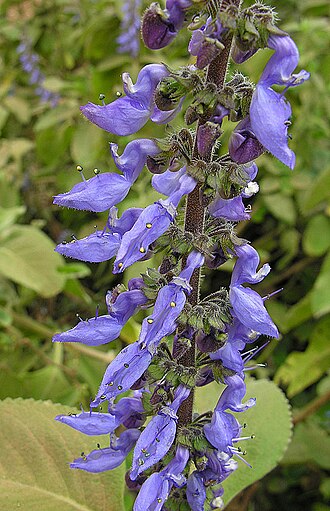 Coleus: A medicinal species of Africa and India, and planted in Brazil. Here in Malawi it is known as Forskohli, and is a source of Forskolin which messes with peoples 