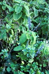 Coleus (Coleus barbatus)