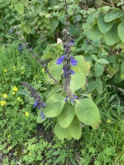 Coleus (Coleus barbatus)