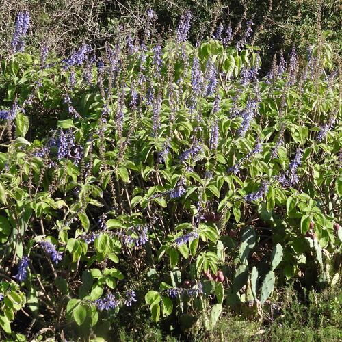 Coleus (Coleus barbatus)