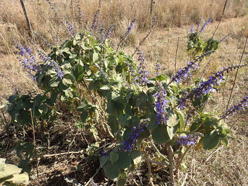 Coleus (Coleus barbatus)