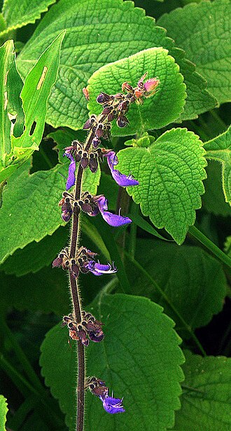 Coleus: A source of the chemical Forskolin, and known as Forskohli. Reported from Africa and India, here in Tanzania. Those leaves give it the local name of Kikuyu Toil