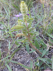 Coleus caninus (Coleus caninus)