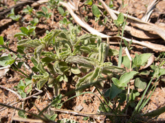 Coleus caninus (Coleus caninus)