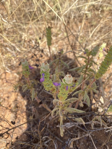 Coleus caninus (Coleus caninus)