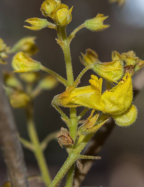 Kaffir potato: Plectranthus esculentus N.E.Br. - near Nelspruit, South Africa