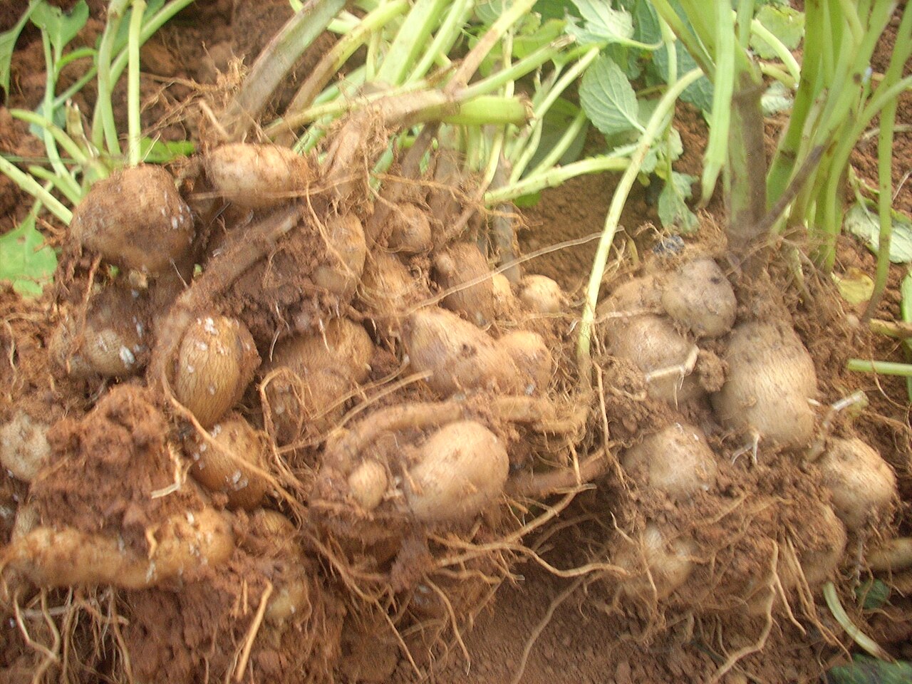 Kaffir potato: കൂര്ക്കകിഴങ്ങ്