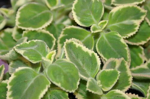 Coleus forsteri: Location taken: the United States National Arboretum, Washington D.C.. Names: Plectranthus forsteri 'Marginatus' Benth., Plectranthus, Spurflowe Classification: