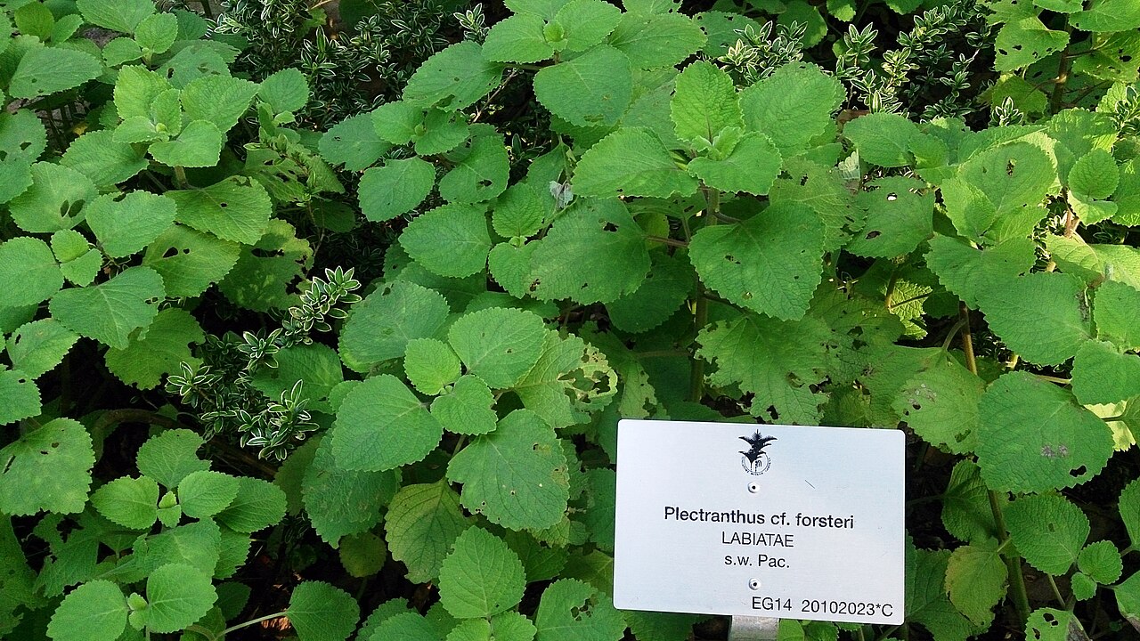 Coleus forsteri: Plectranthus cf. forsteri (suspected to be Plectranthus forsteri). Common name: Swedish Ivy.