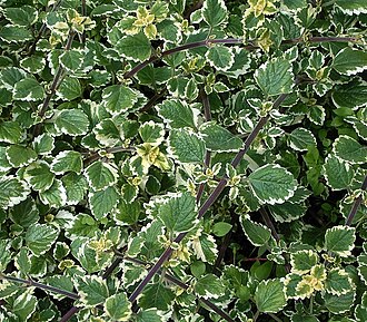Coleus forsteri: Plectranthus forsteri