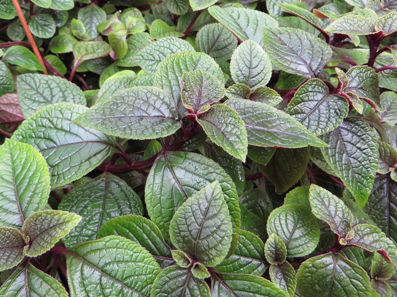 Coleus forsteri: Plectranthus forsteri . The Botanical Garden of the University of Latvia