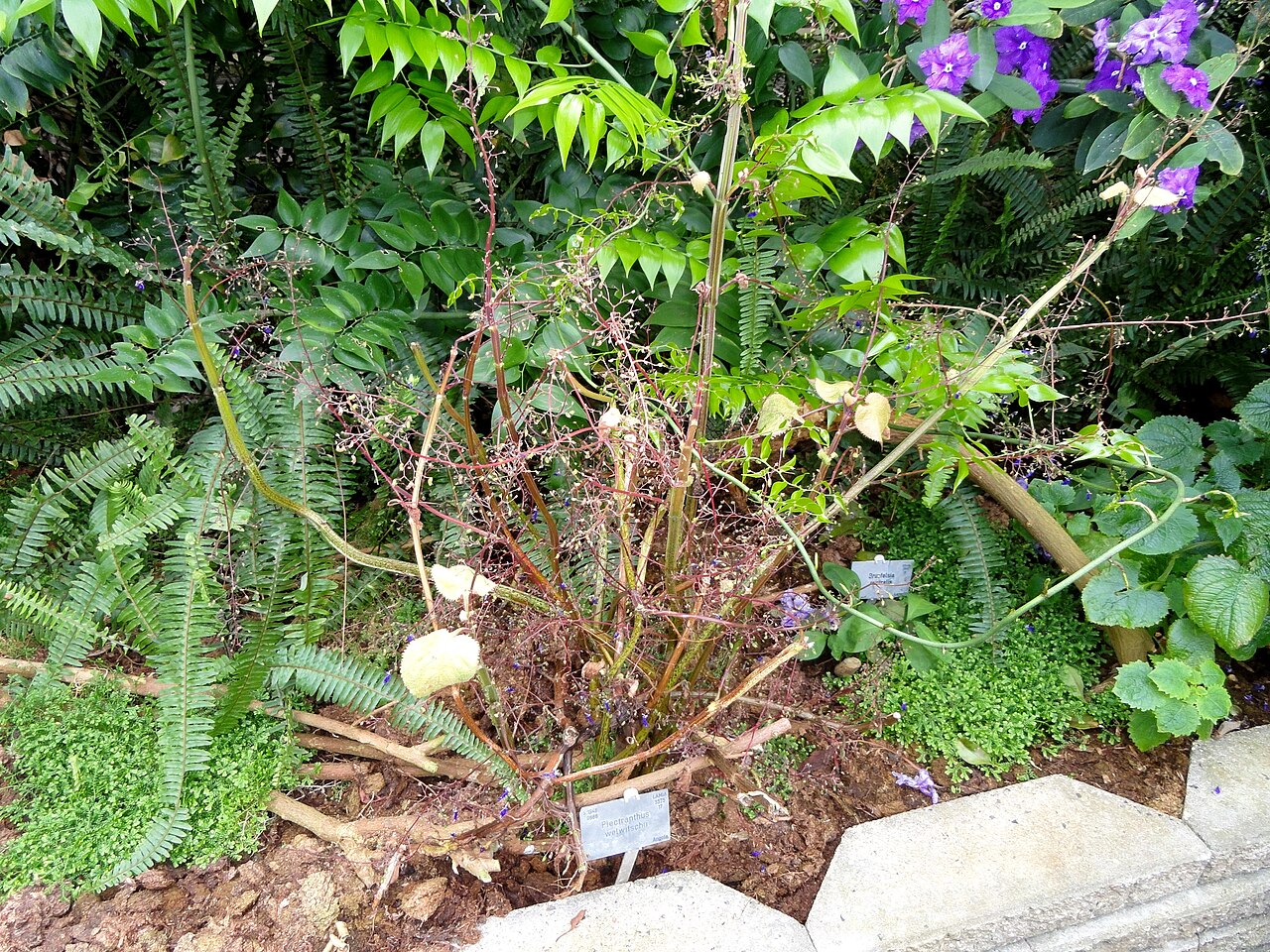 Coleus frederici: Botanical specimen in the University of Copenhagen Botanical Garden, Copenhagen, Denmark.