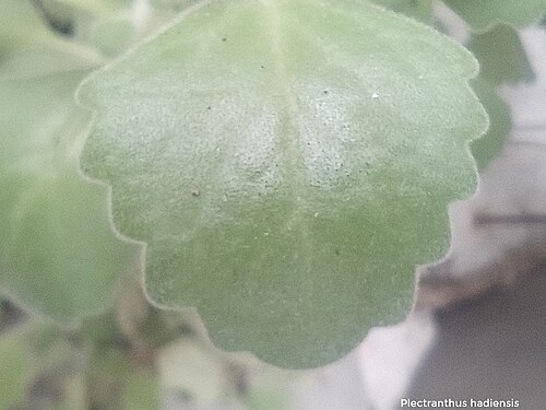 Coleus hadiensis: Plectranthus hadiensis