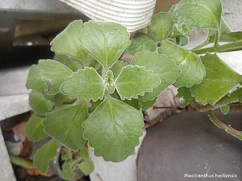 Coleus hadiensis: Plectranthus hadiensis