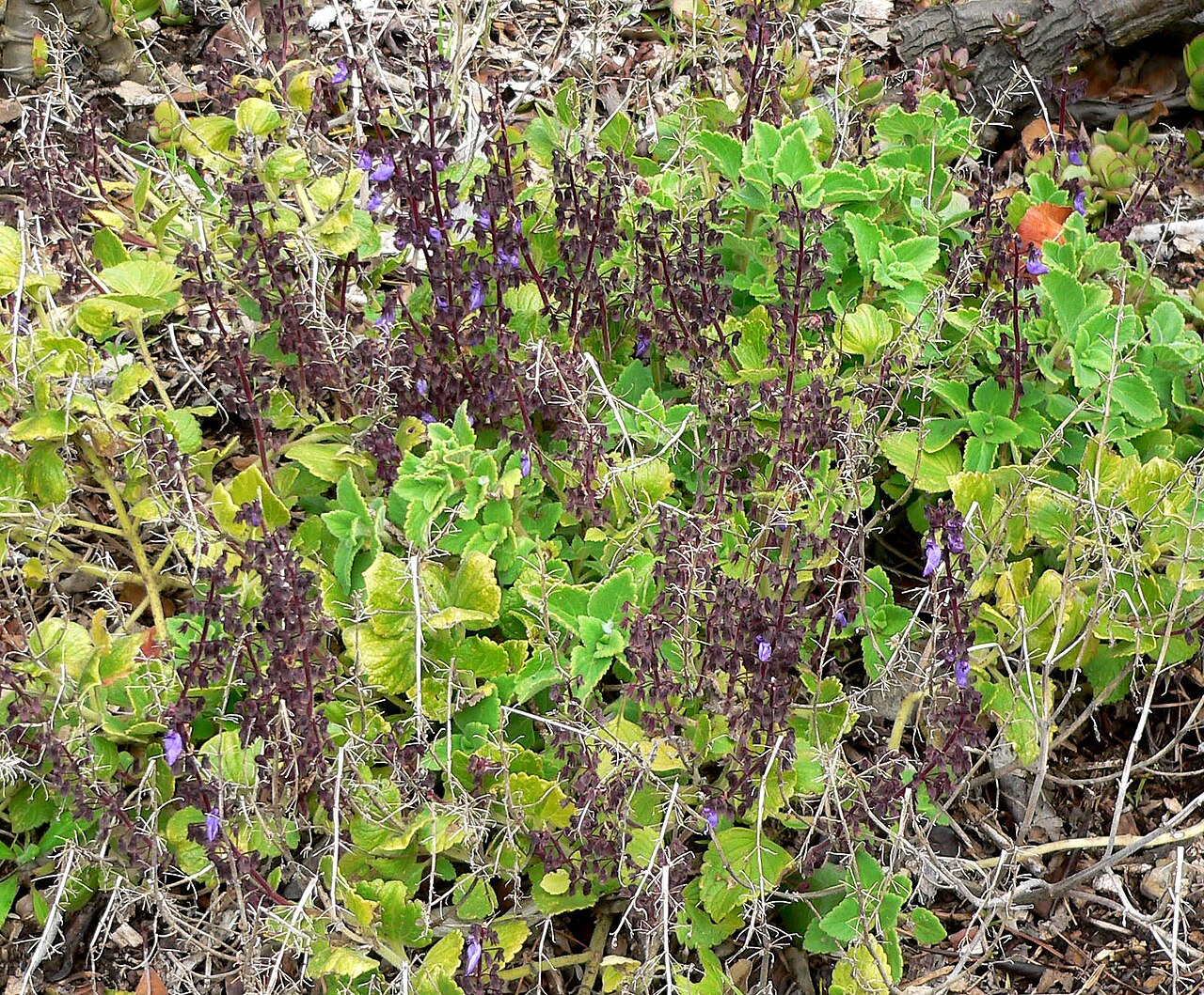 Coleus lanuginosus: Photo of Coleus lanuginosus at the University of California Botanical Garden