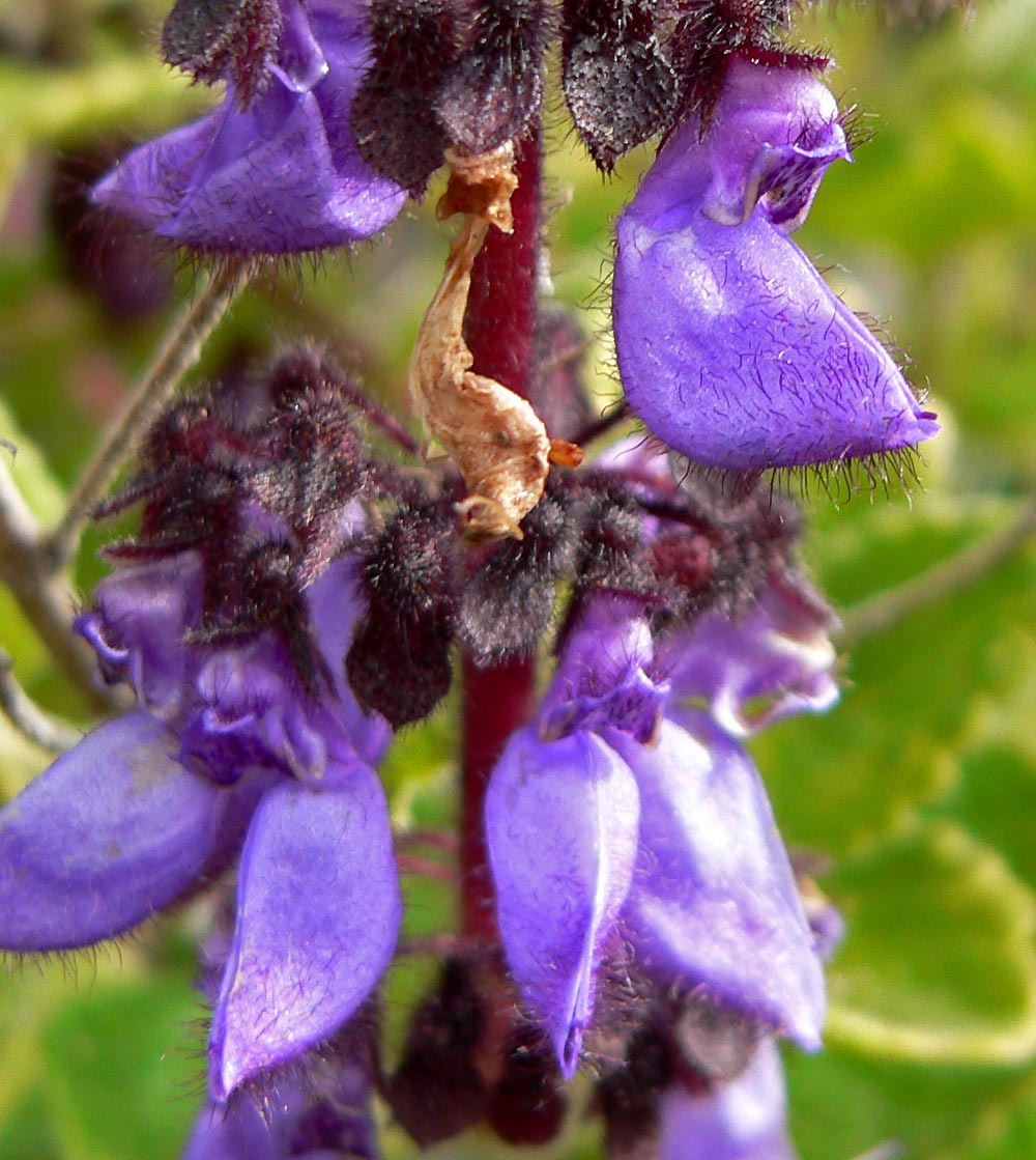 Coleus lanuginosus: Photo of Coleus lanuginosus at the University of California Botanical Garden