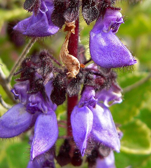 Coleus lanuginosus: Photo of Coleus lanuginosus at the University of California Botanical Garden