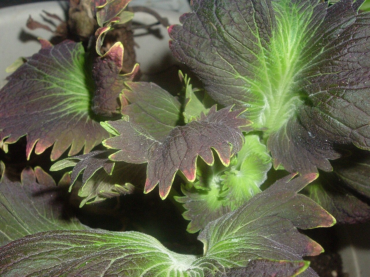 Coleus lanuginosus: Coleus exotic plant