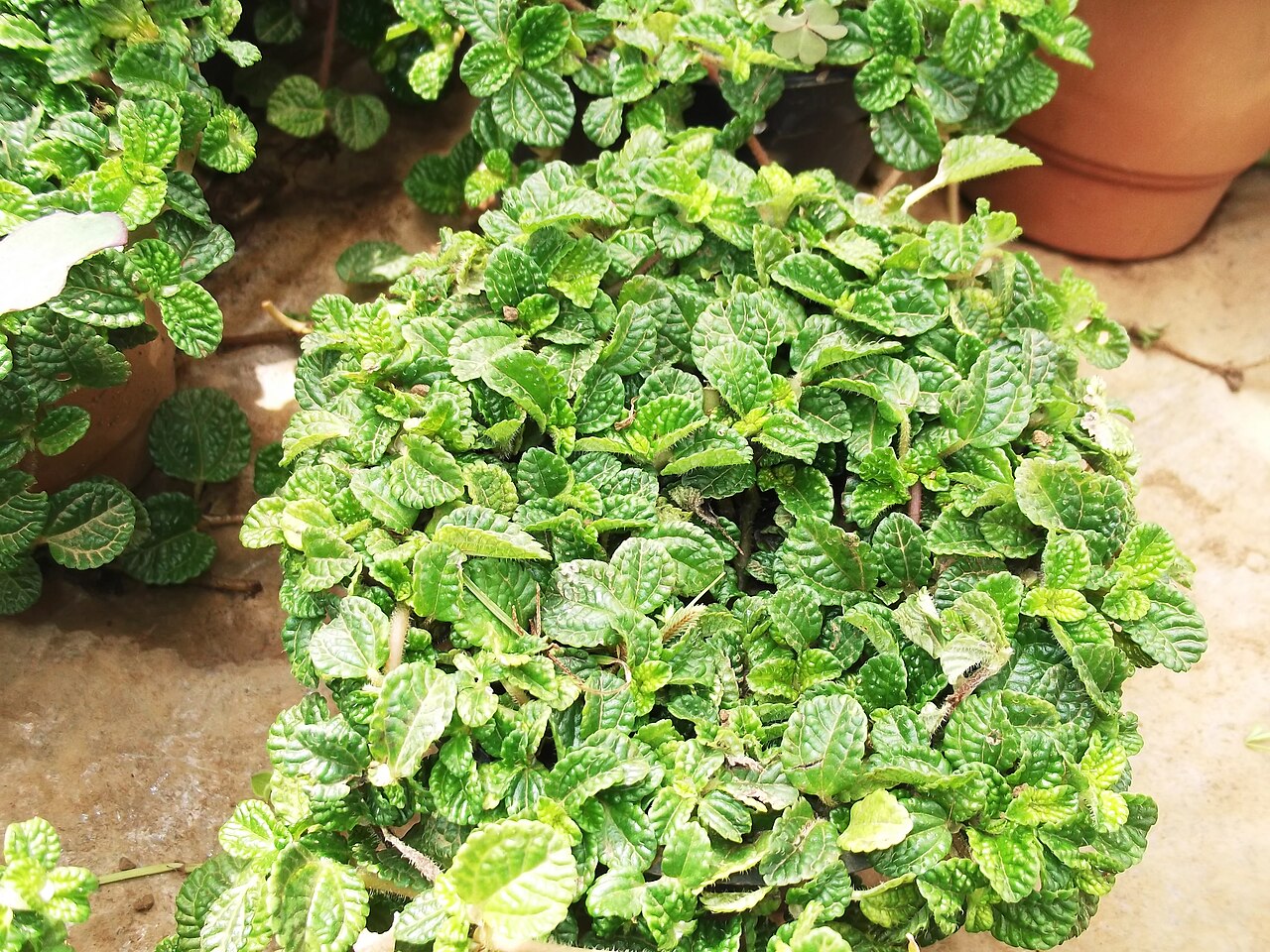 Coleus madagascariensis: Mint plant-small creeping shrub,scented leaves.