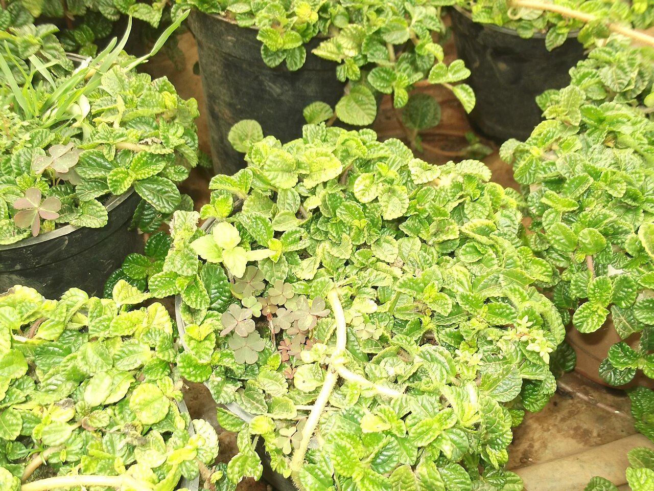 Coleus madagascariensis: Mint plant-small creeping shrub,scented leaves.