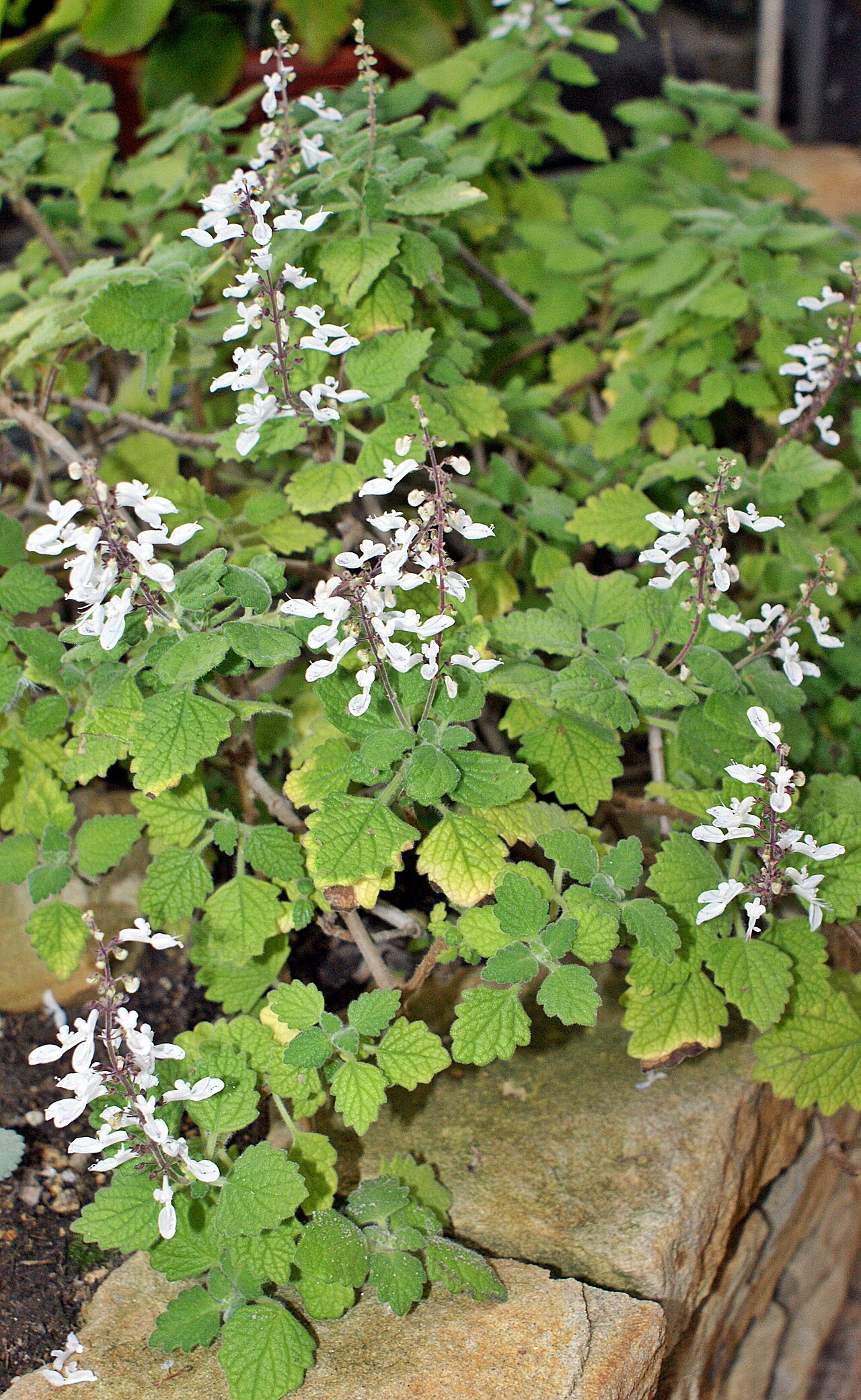 Coleus madagascariensis: Plectranthus madagascariensis