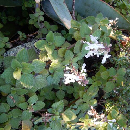 Coleus madagascariensis (Coleus madagascariensis)