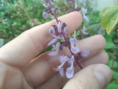 Coleus madagascariensis (Coleus madagascariensis)