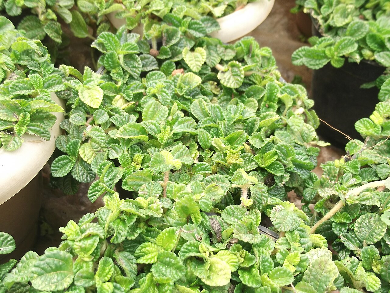 Coleus madagascariensis: Mint plant-small creeping shrub,scented leaves.