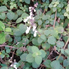 Coleus madagascariensis (Coleus madagascariensis)