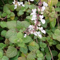 Coleus madagascariensis (Coleus madagascariensis)