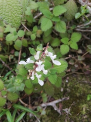 Coleus madagascariensis (Coleus madagascariensis)