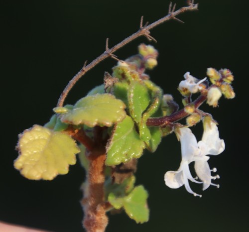 Coleus madagascariensis (Coleus madagascariensis)