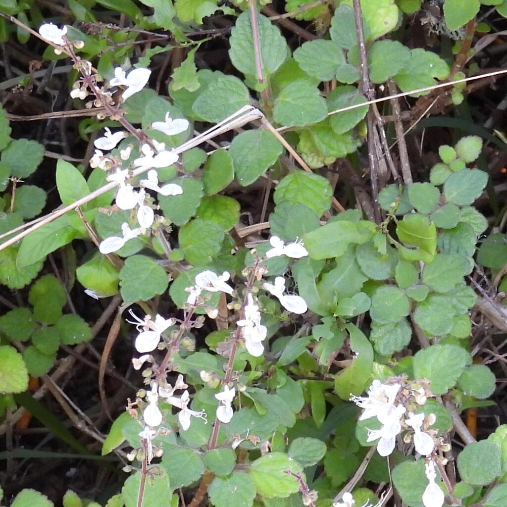 Coleus madagascariensis (Coleus madagascariensis)