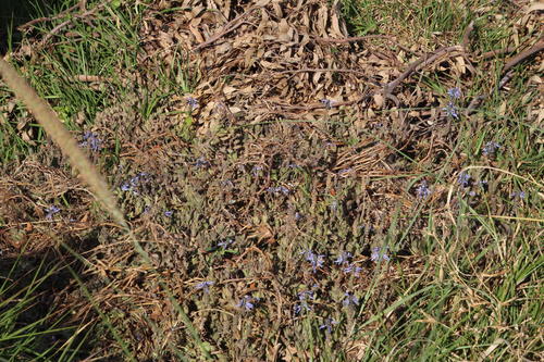 Coleus neochilus (Coleus neochilus)