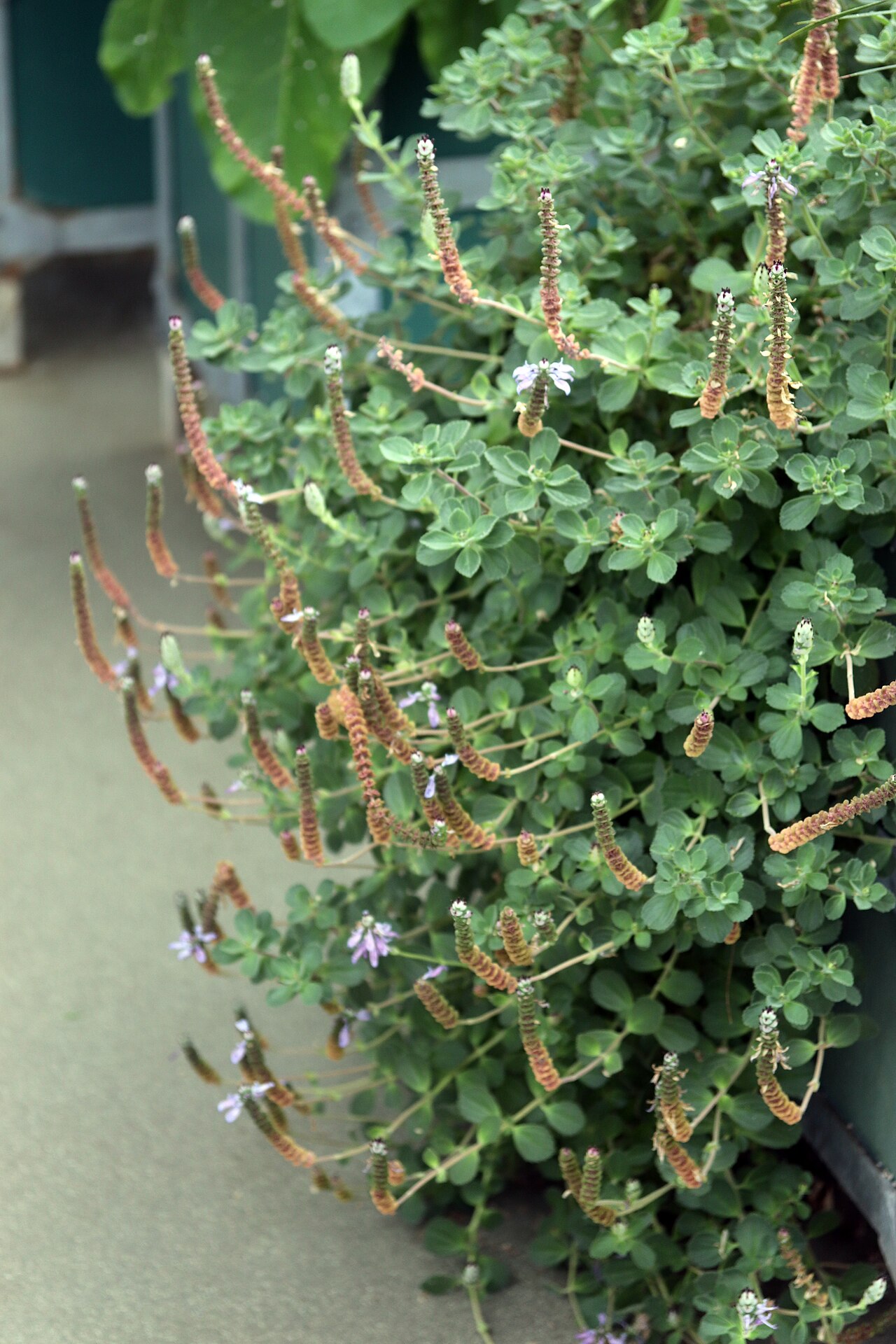 Coleus neochilus: Coleus neochilus, Hortus Botanicus Leiden, Netherlands