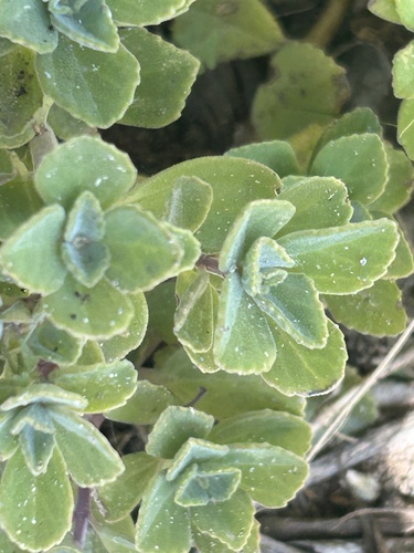 Coleus neochilus (Coleus neochilus)