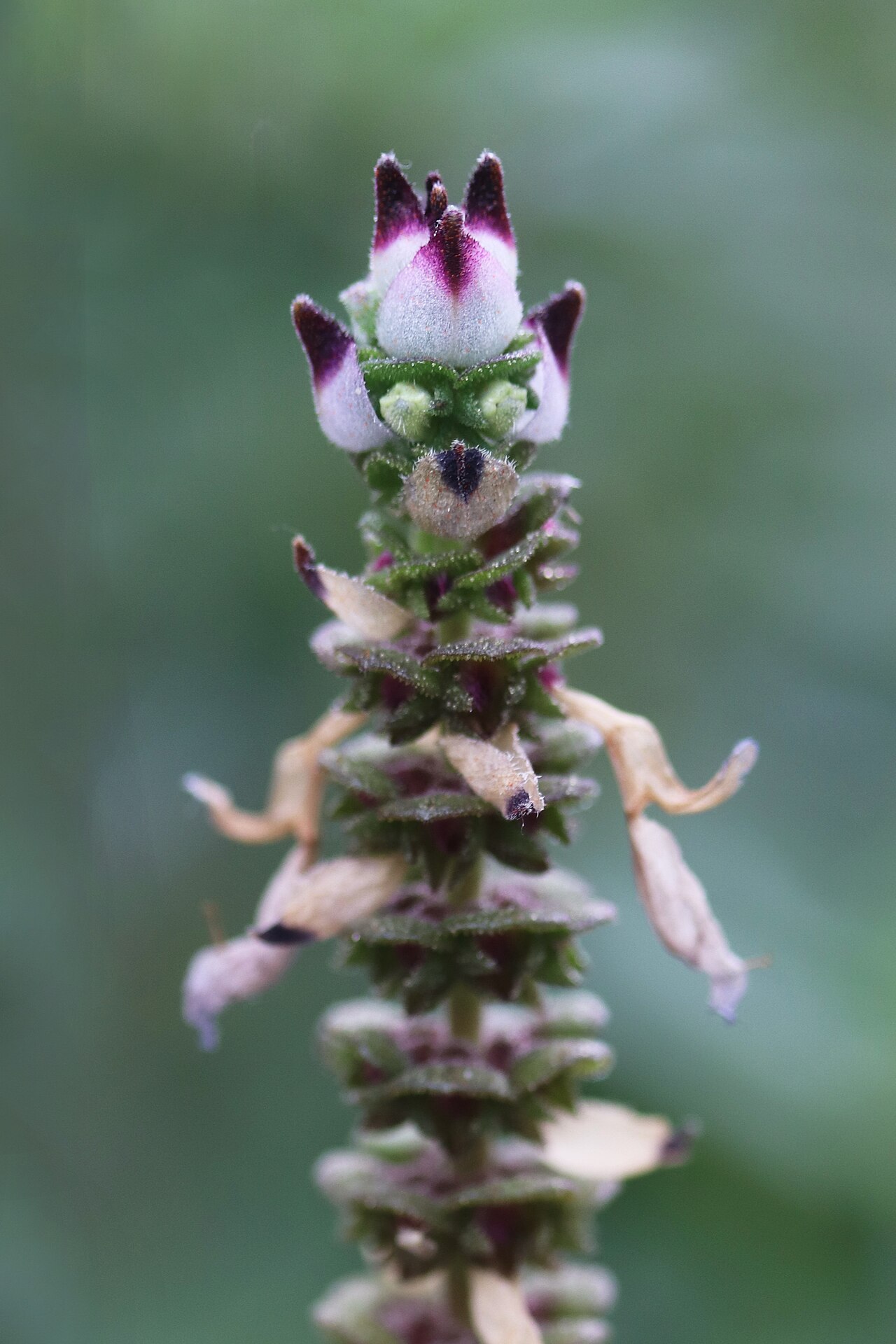 Coleus neochilus: Coleus neochilus, Hortus Botanicus Leiden, Netherlands
