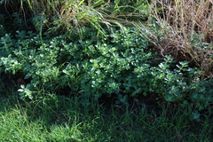 Coleus neochilus (Coleus neochilus)