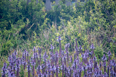 Coleus neochilus (Coleus neochilus)