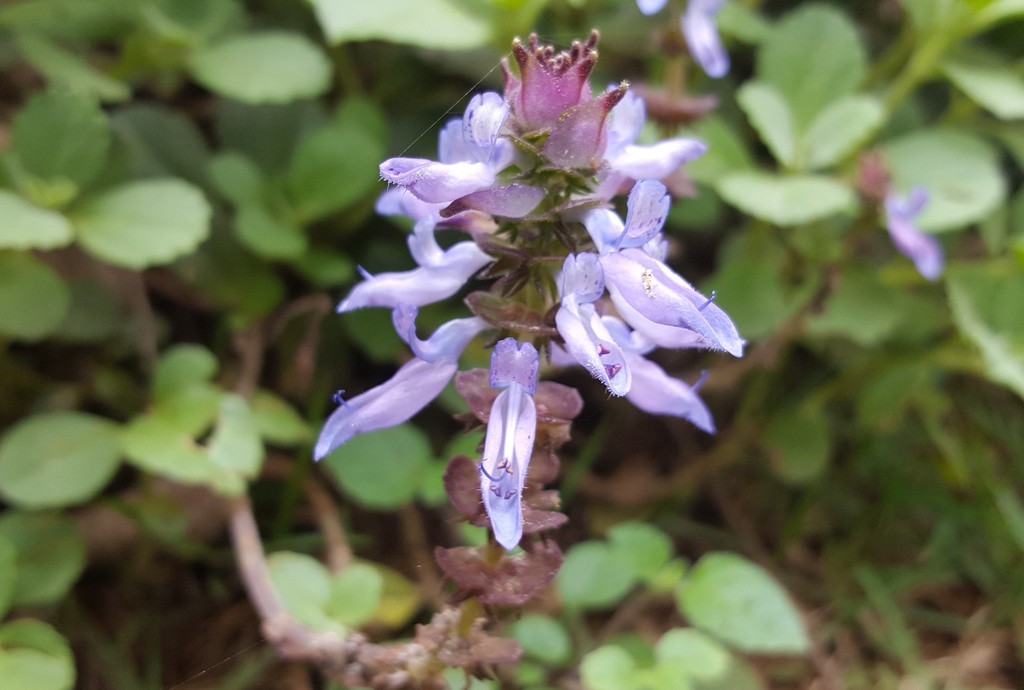 Coleus neochilus (Coleus neochilus)