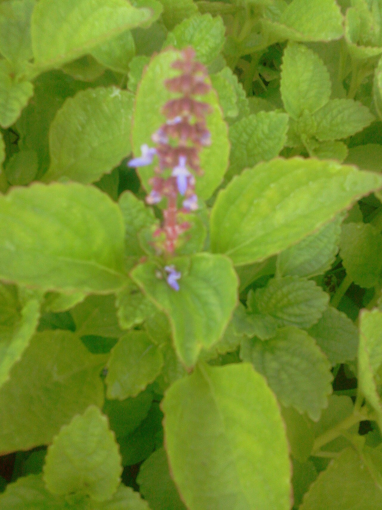 Hausa potato: കൂര്ക്ക